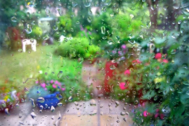 Summer Rain   (
