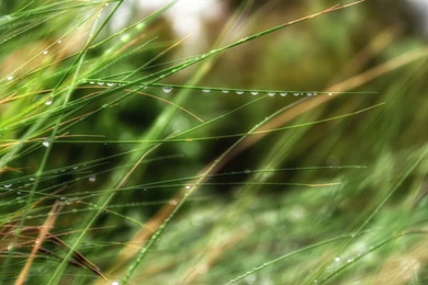 Download Wallpapers 3840x2160 Drops, Grass, Dew, Summer, Rain 4K ...