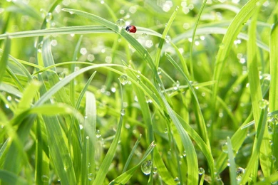 Summer Rain Wallpapers >> Backgrounds With Quality HD