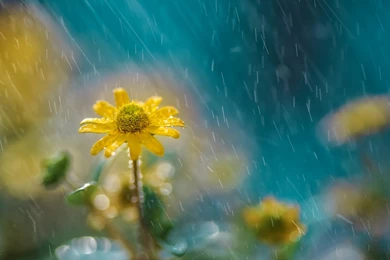 Nature Summer Rain On Yellow Daisies Field Photography