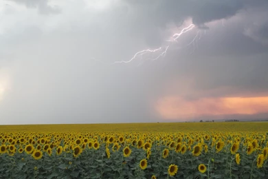 Ata Sot Bulgaria Sunflowers Summer Rain Wallpapers