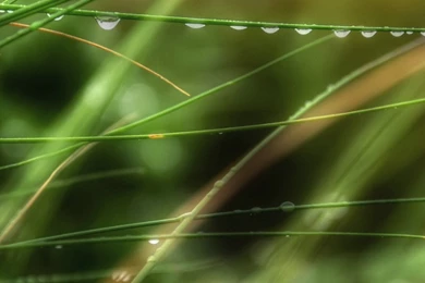 1080x1920 Grass Summer Rain Wallpapers HD