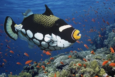 Animals: Clown Triggerfish, Desktop Wallpapers Nr. 41294