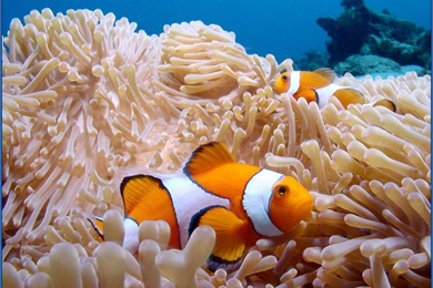 Saltwater Fish Wallpapers   House Designs Ideas