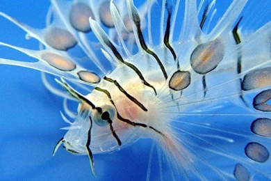 The Best Saltwater Fish Wallpapers   Fish Images