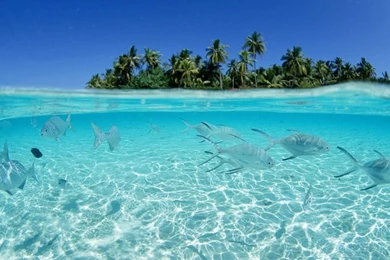 Water Seas Fish Underwater 1600x1200 Wallpapers – Animals Fish HD ...