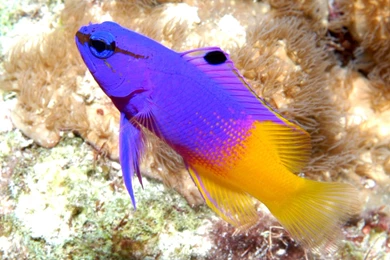 Salt Water Fish Tanks On Pinterest