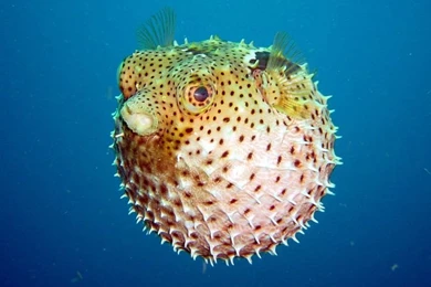 Puffer Fish