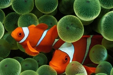 Clownfish: The Most Popular Fish Under The Sea