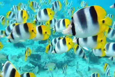 Wallpapers Fish Cartoon Underwater Saltwater Hd Online 2560x1440 ...