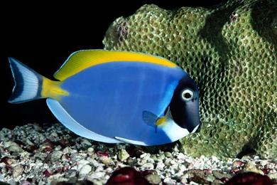 Animals: Powder Blue Tang, Desktop Wallpapers Nr. 20061