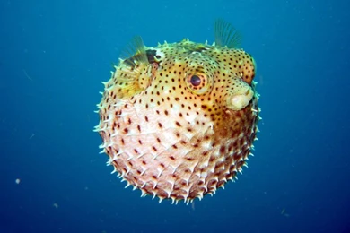 Funny Saltwater Fish Wallpapers Photo.