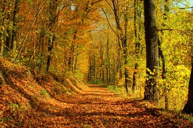 Fall Season Wallpapers