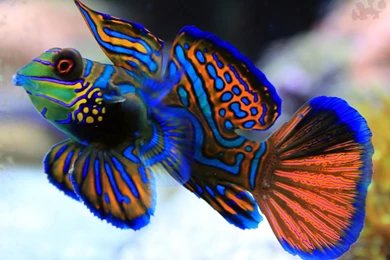 Seven Of The Most Beautiful Creatures Of The Sea