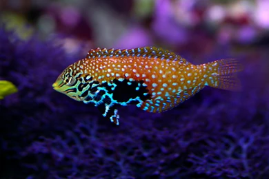 Saltwater Tropical Fish Tank