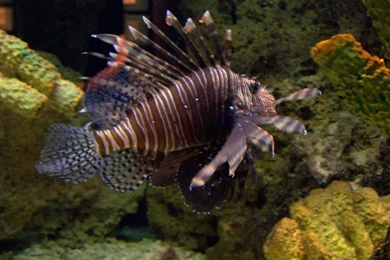 Saltwater Fish