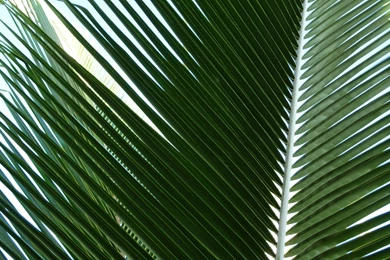 MLeWallpapers.com   Overlapping Palm Fronds