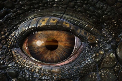 Real Dragons Eye