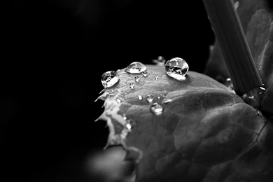Black White Water Drops