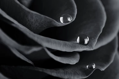 Black and white rose water drops wallpaper hd