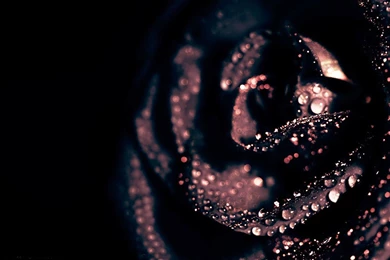 Black Roses HD Wallpapers Free Downloads