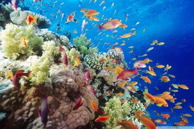 Coral Reef Southern Red Sea Near Safaga Egypt HD Desktop Wallpapers ...