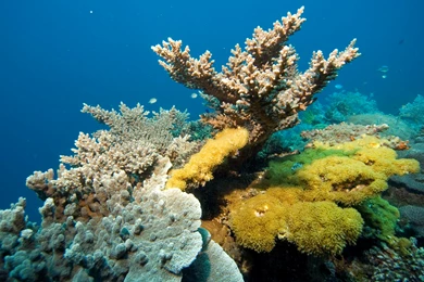 Free Coral Reef Wallpapers