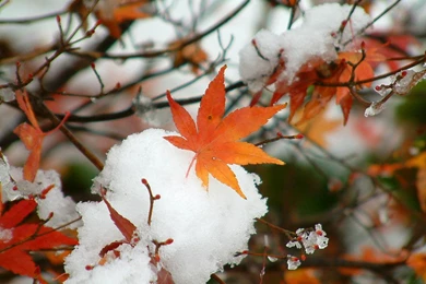 Japan Wallpapers And Images: Winter Japan Scenery Wallpapers