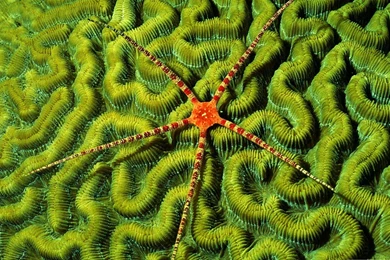 Coral Reef Wallpapers