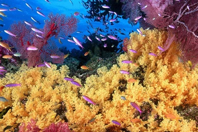 Download Wallpapers Coral Reef (1600 X 900 Widescreen). Desktop ...