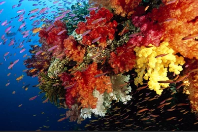 Coral Reefs Wallpapers: Glorious Coral Reef Fish Ocean Desktop ...