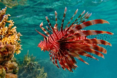 Lionfish Coral Reef