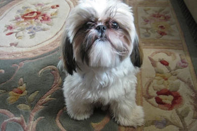Beautiful Screensavers Site: Free Shih Tzu Screensaver
