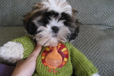 Shih Tzu Rescue 28 Free Hd Wallpapers   DogBreedsWallpapers.com