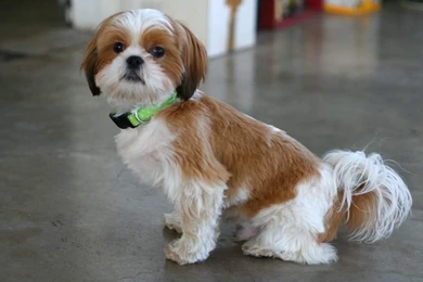 Shih Tzu Wallpapers New 2016 . Best High Resolution Desktop ...