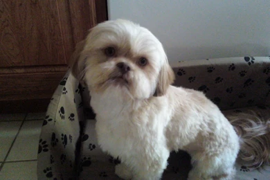 List Of Shih Tzu Dog Pictures For Your Project On Animal Picture ...