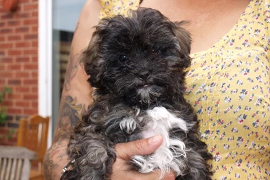 Shih Tzu And Poodle Puppies 7 Free Hd Wallpapers ...