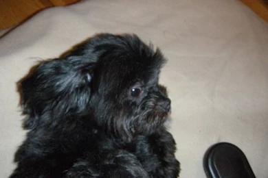 Shih Tzu Rescue 33 Free Hd Wallpapers   DogBreedsWallpapers.com