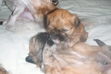 Free Teacup Shih Tzu Puppies 19 Free Hd Wallpapers ...