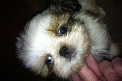 Bichon Frise And Shih Tzu Mix Puppies 13 Free Wallpapers ...