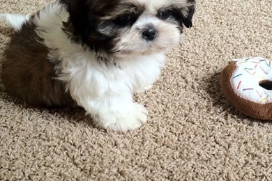 Shih Tzu Wallpapers HD Download