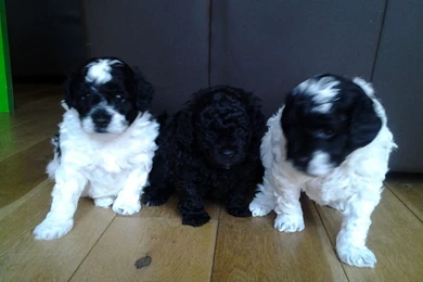 Poodle And Shih Tzu Mix 30 Free Hd Wallpapers   DogBreedsWallpapers.com