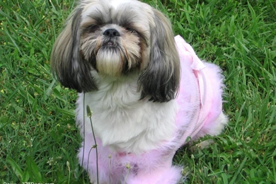 Shih Tzu Puppy Pictures   Wallpapers High Definition