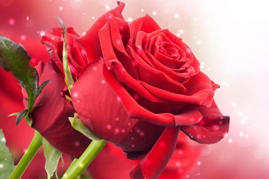 Red Rose Wallpapers Collection (38+)