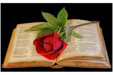 Red, Red Rose   Roses Wallpapers (11662028)   Fanpop