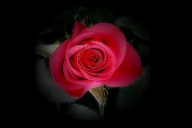 Sweet Red Rose Beautiful Flowers Hd Wallpapers