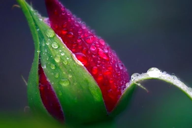 Red Rose Bud Wallpapers   (