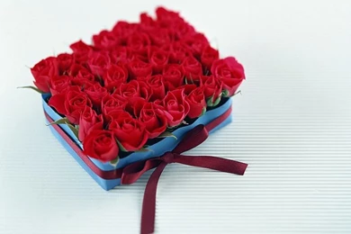 Valentine's Day Wallpapers   Red Rose Flowers 3   Wallcoo.net