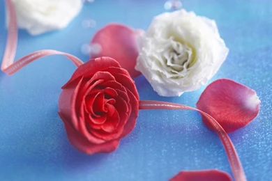 Wallpapers Sweet Roses Nature Flowers Red Rose Ribbon Petals White ...