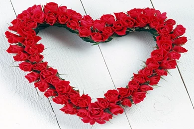 Beautiful Red Flower Wallpapers Free Download